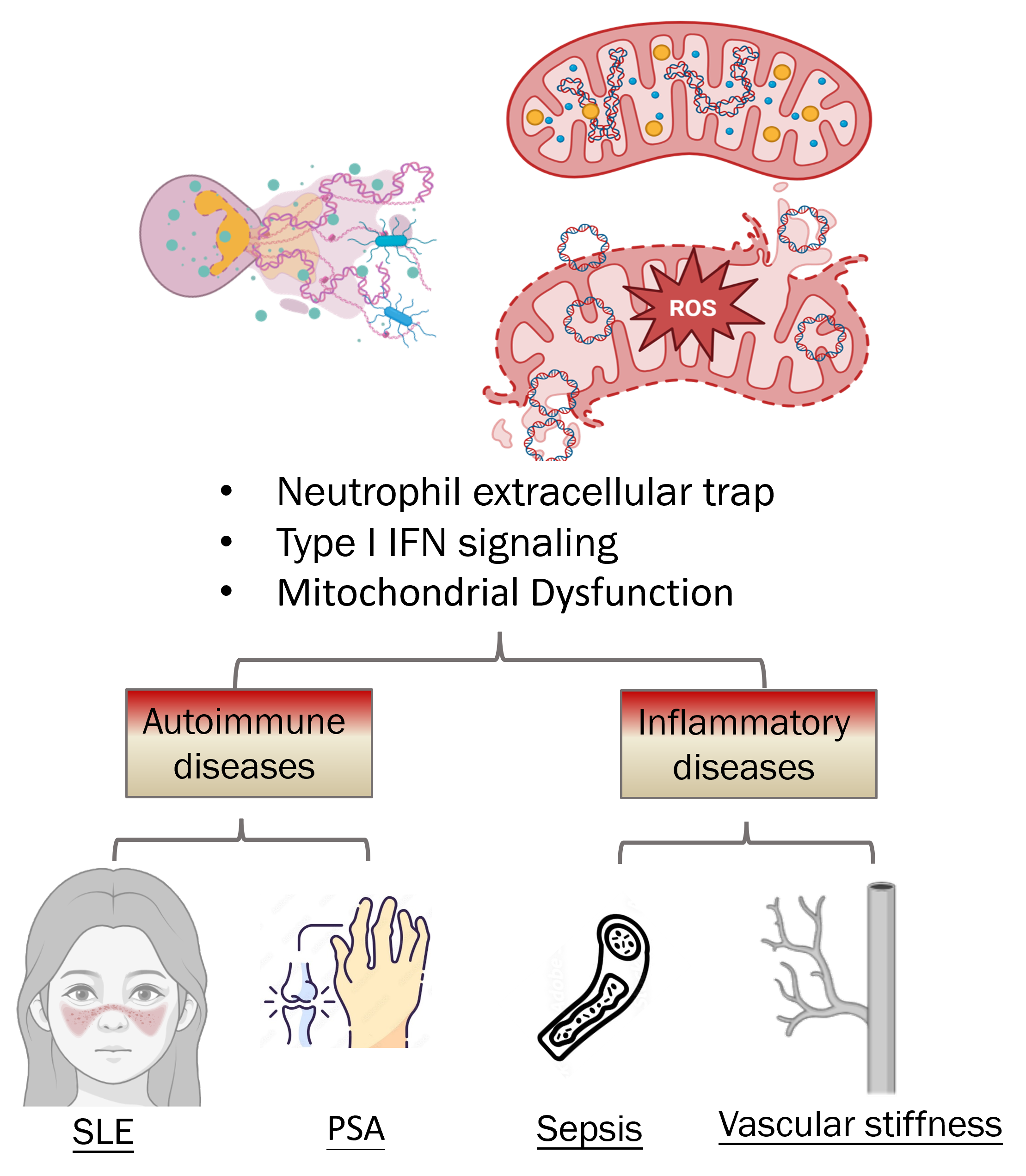 Mechanisms and Pathological Roles of Neutrophils in
                                    Inflammatory Diseases