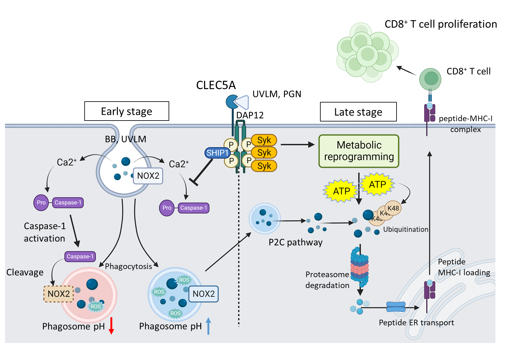 CLEC5A: Linking Innate Immune Recognition to Adaptive T-Cell Immunity