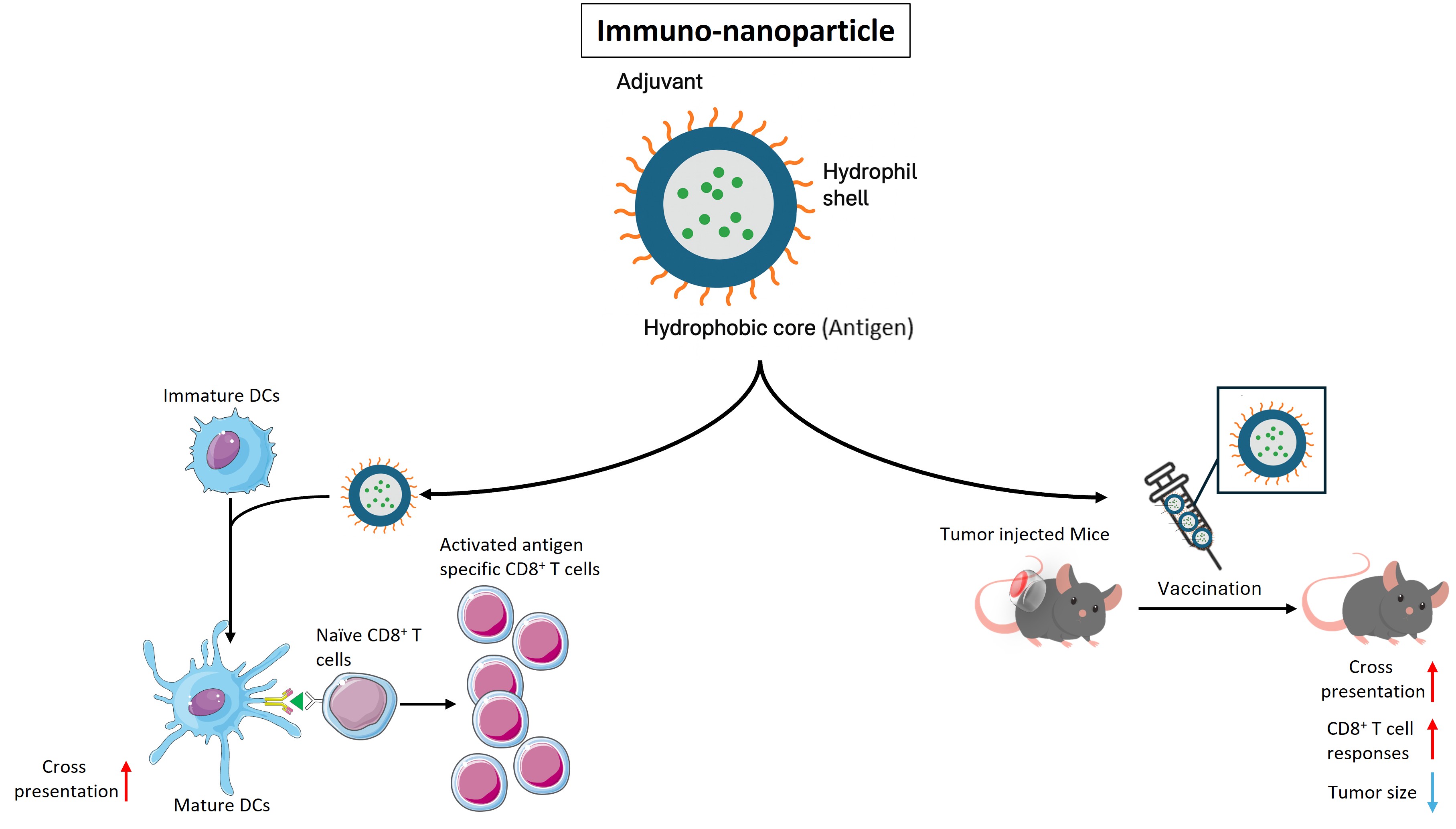 CLEC5A-Targeted Nanovaccines for Antigen-Specific T-Cell Responses