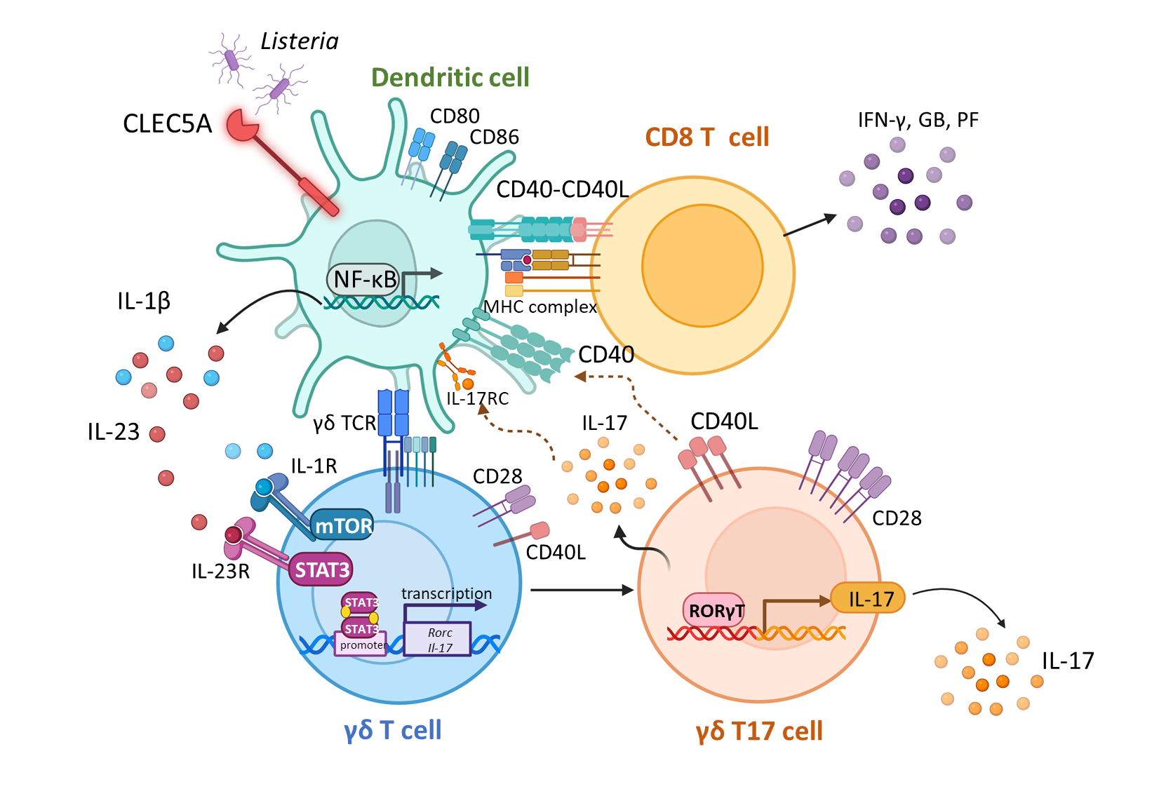 CLEC5A-Dependent γδT17–DC Crosstalk in Cytotoxic T-Cell Immunity