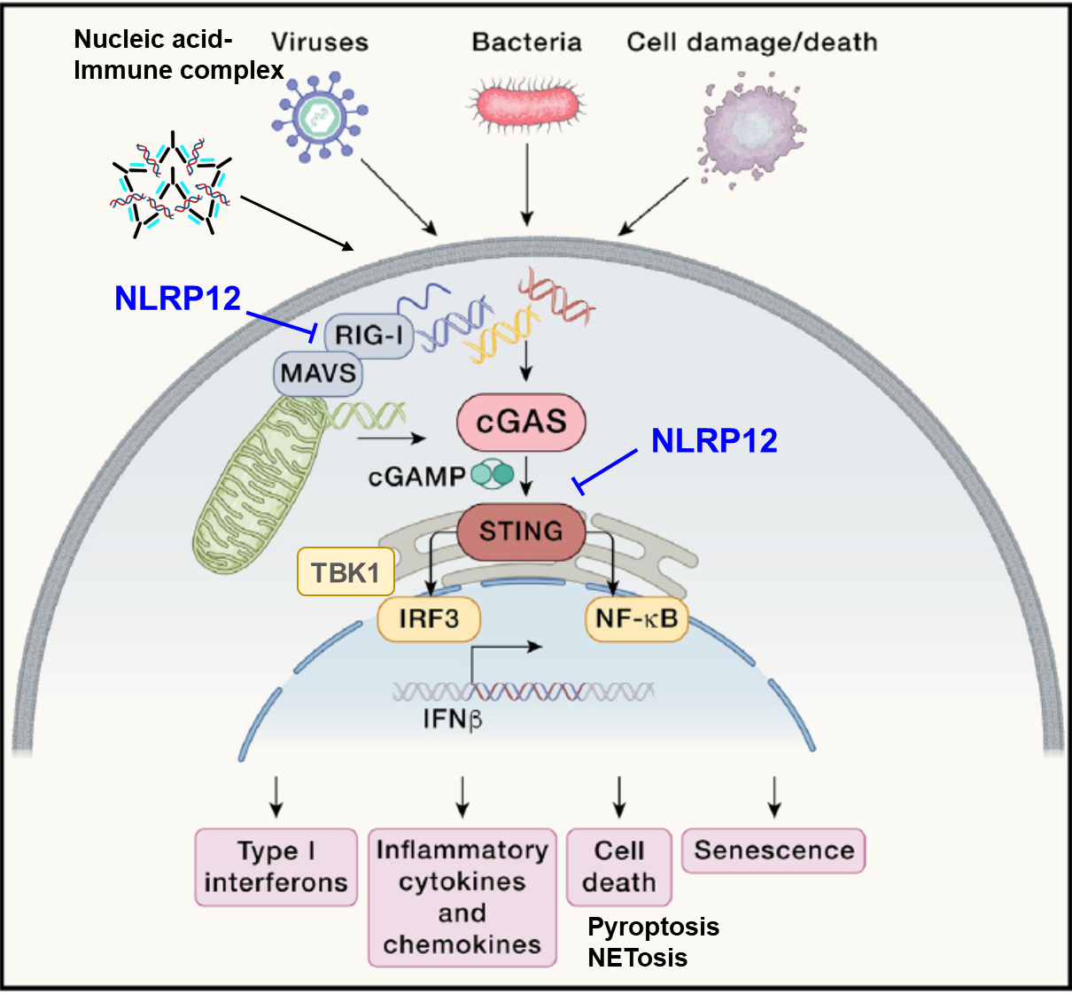 NLRP12: An Innate Immune Checkpoint in Inflammatory Homeostasis

