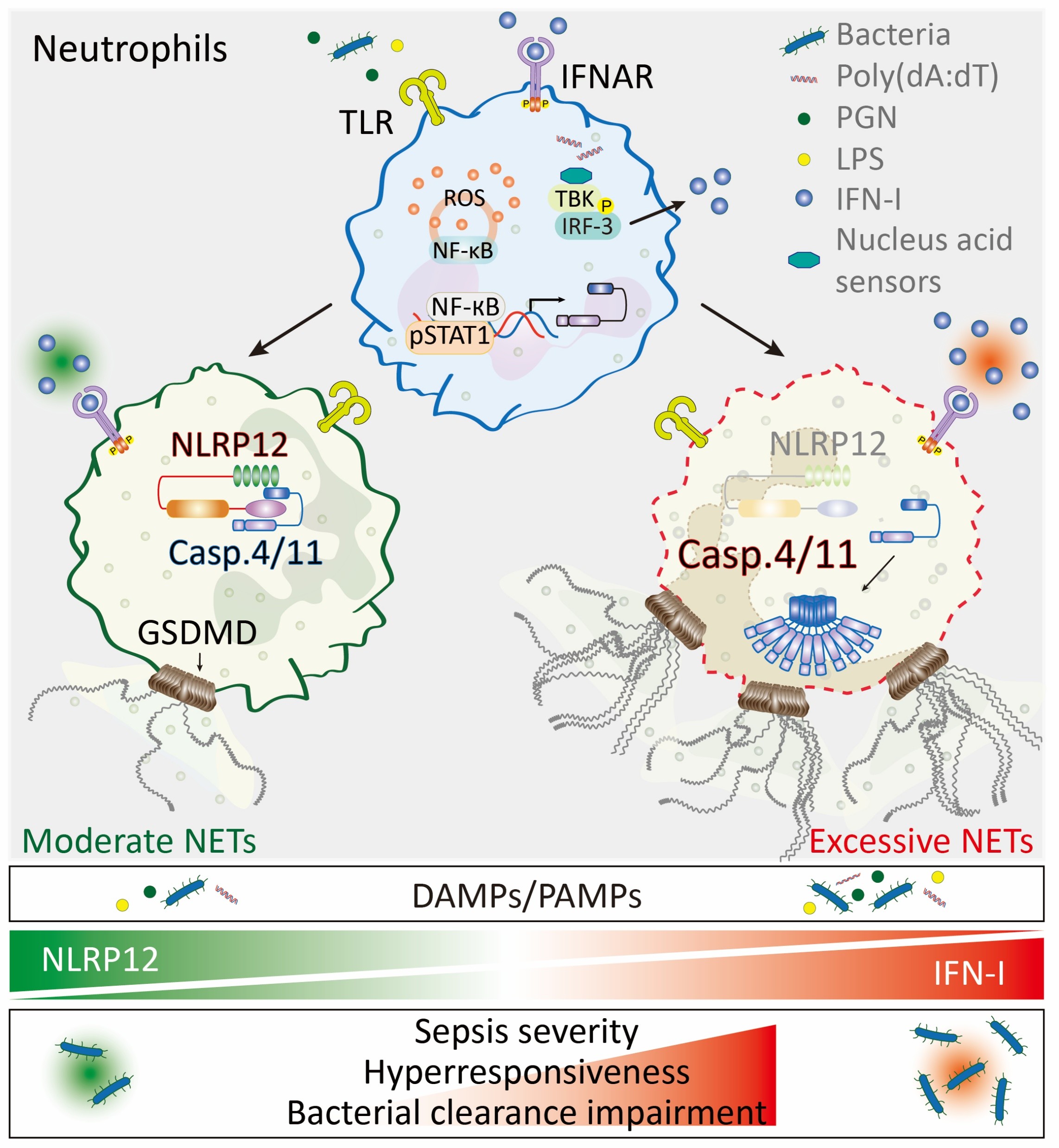 NLRP12: An Innate Immune Checkpoint in Inflammatory Homeostasis
