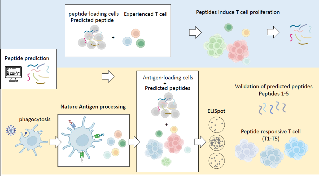 Translational Immune Diagnostic Platforms for Clinical
                                    Medicine