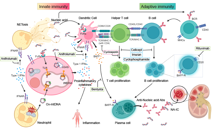 Pathogenesis and Targeted Therapeutic Strategies for
                                    Systemic Lupus Erythematosus